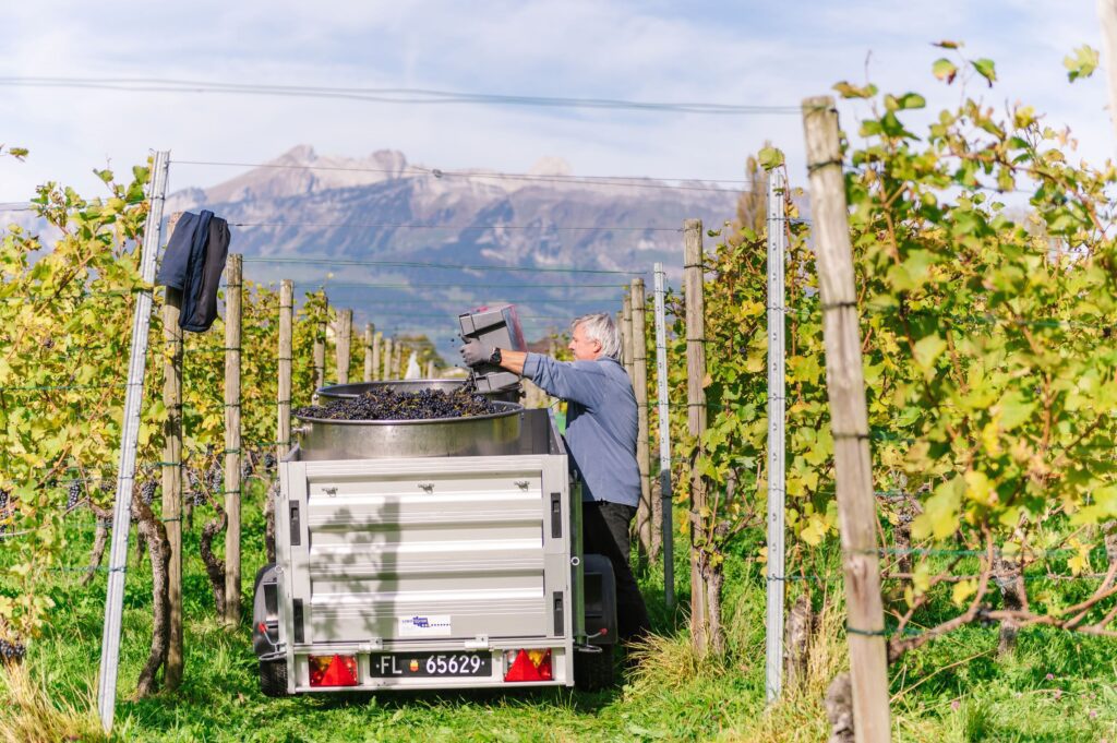 Hand picking at the Hofkellerei Liechtenstein in Vaduz