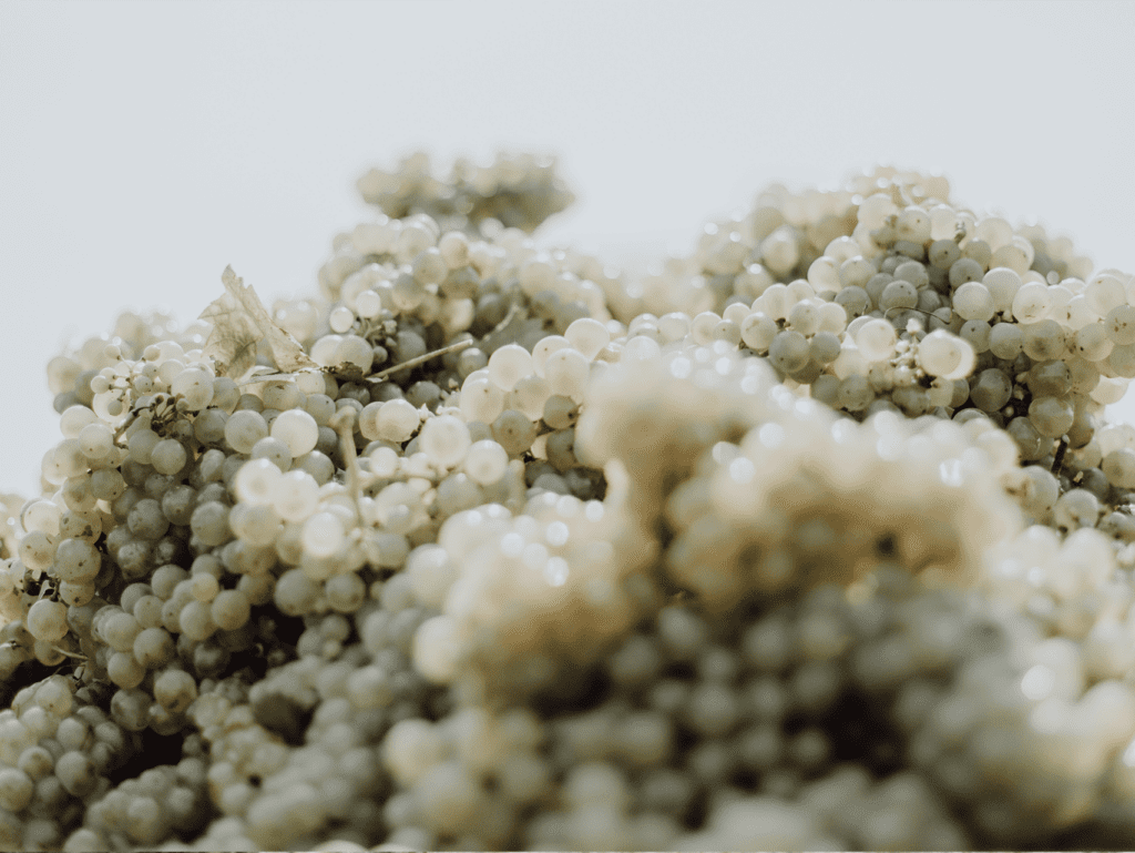 Weingut_Martin_Pasler_Jois_Burgenland_Austria_Agentur_Werbereich_Weinlese_Harvest_01