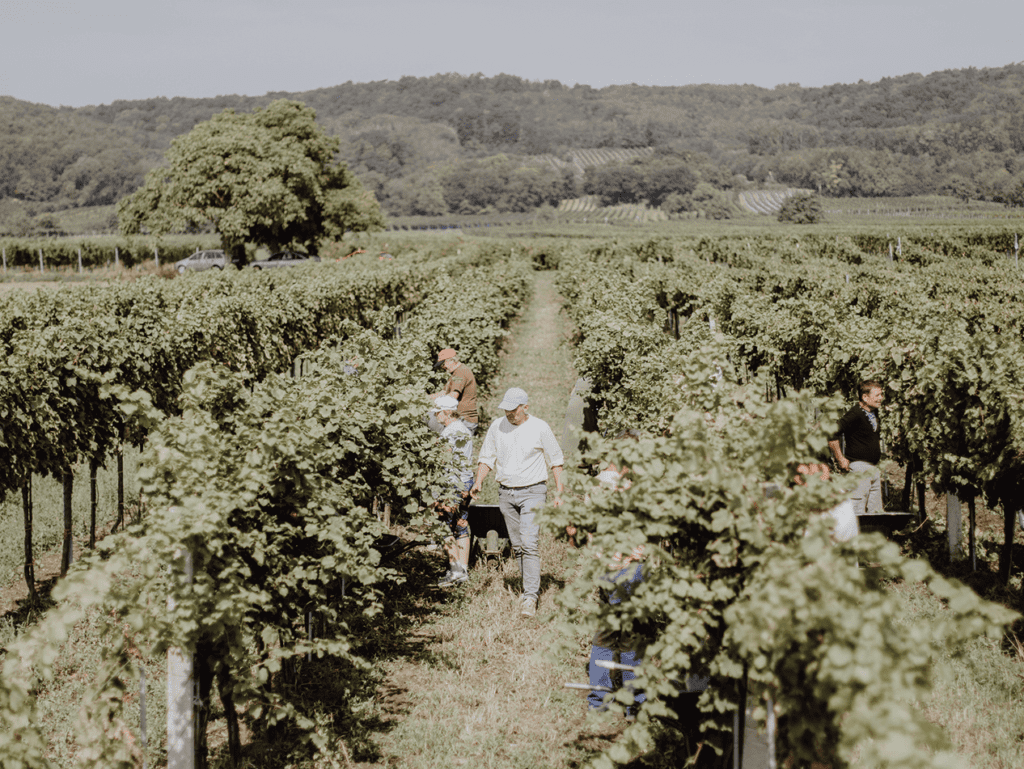 Weingut_Martin_Pasler_Jois_Burgenland_Austria_Agentur_Werbereich_Weinlese_Harvest_11